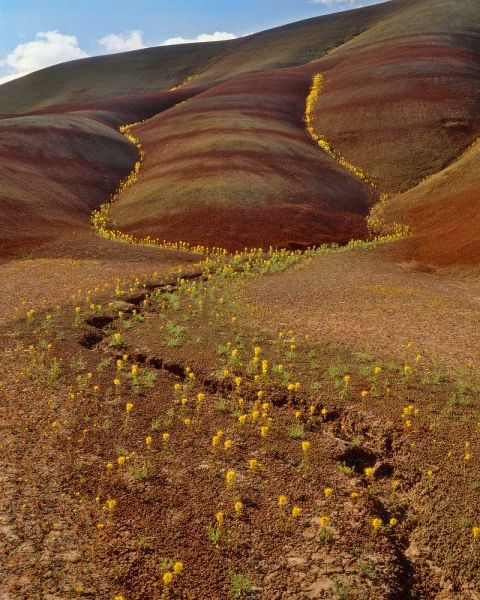 OR, Painted Hills, Yellow bee plants